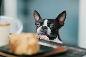 人間の食べ物を見つめる犬