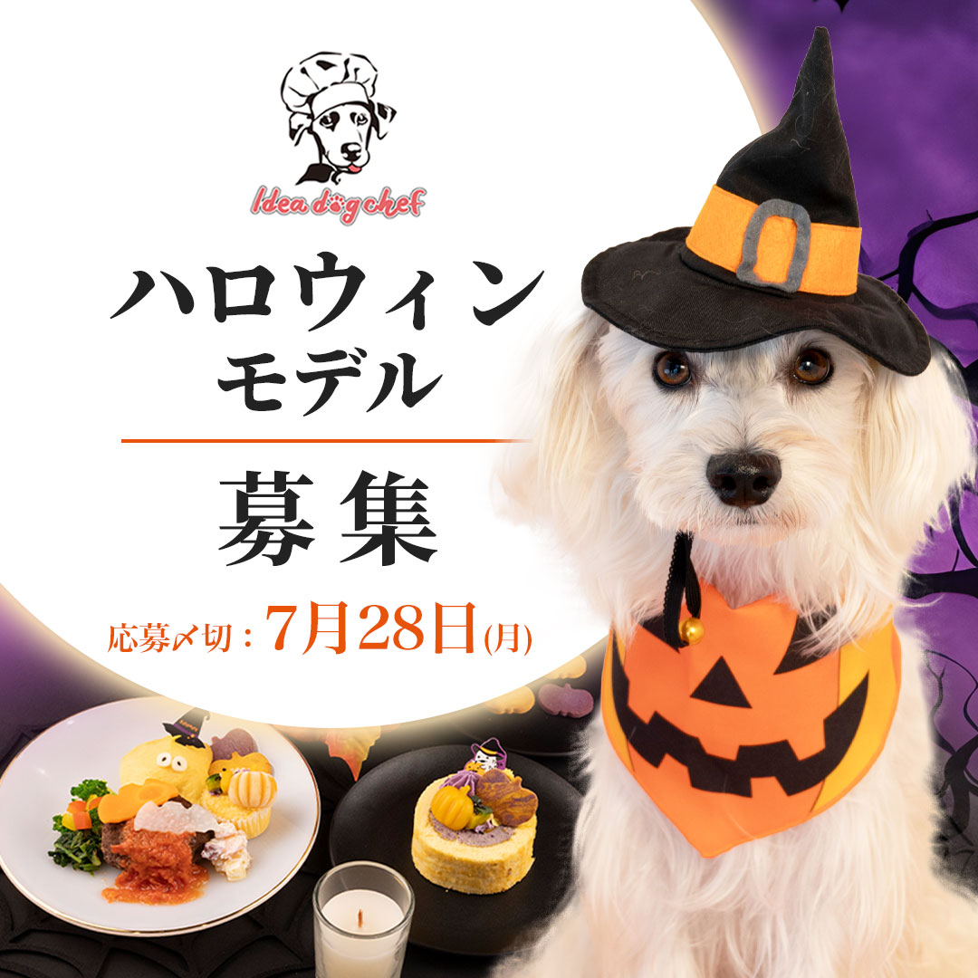 【ハロウィンモデル犬募集】