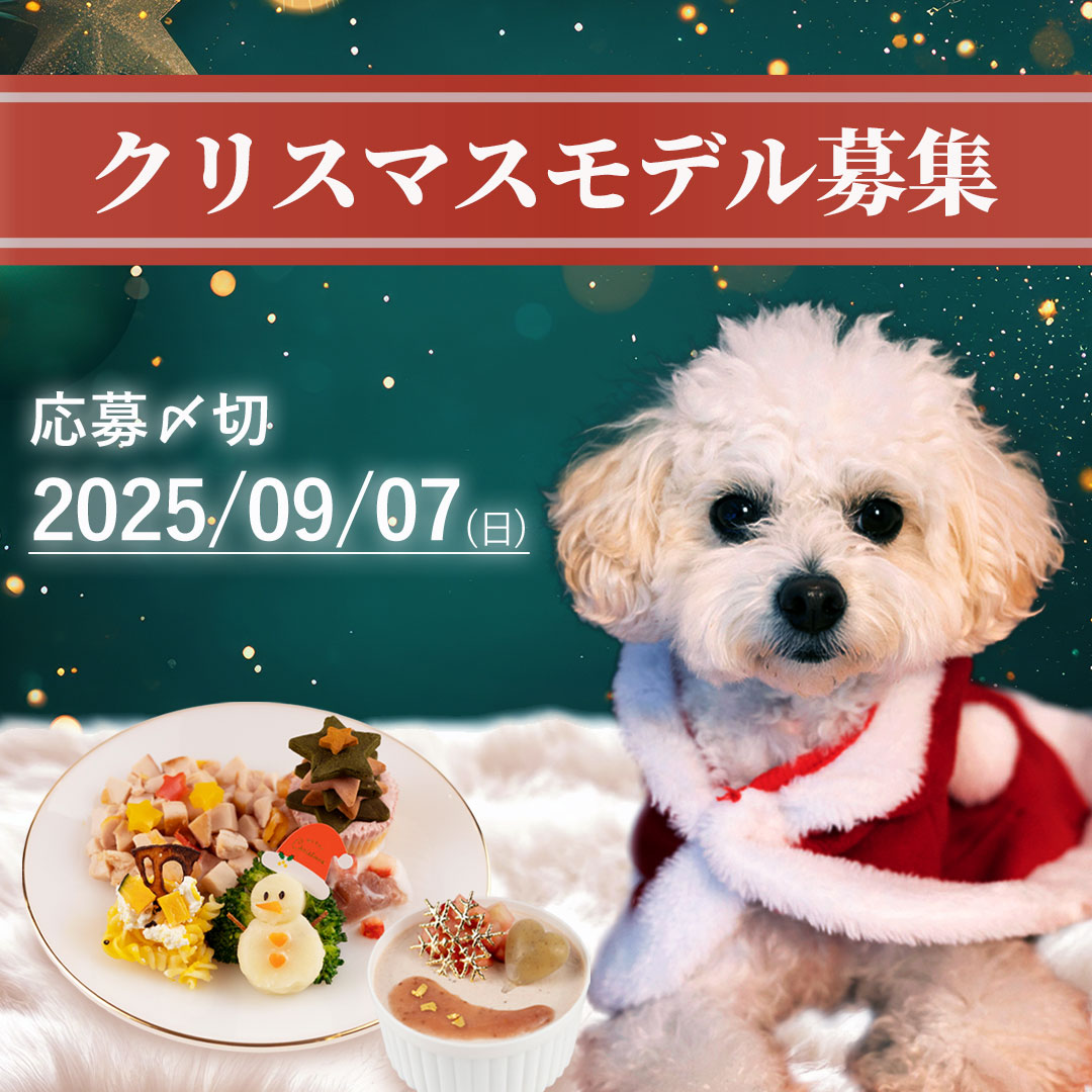 【クリスマスモデル犬募集】