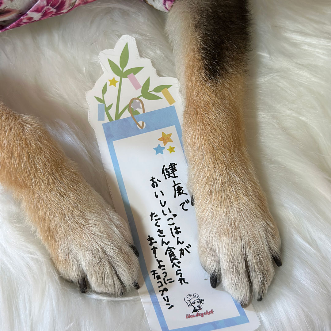 チョコプリンちゃんギャラリー写真
