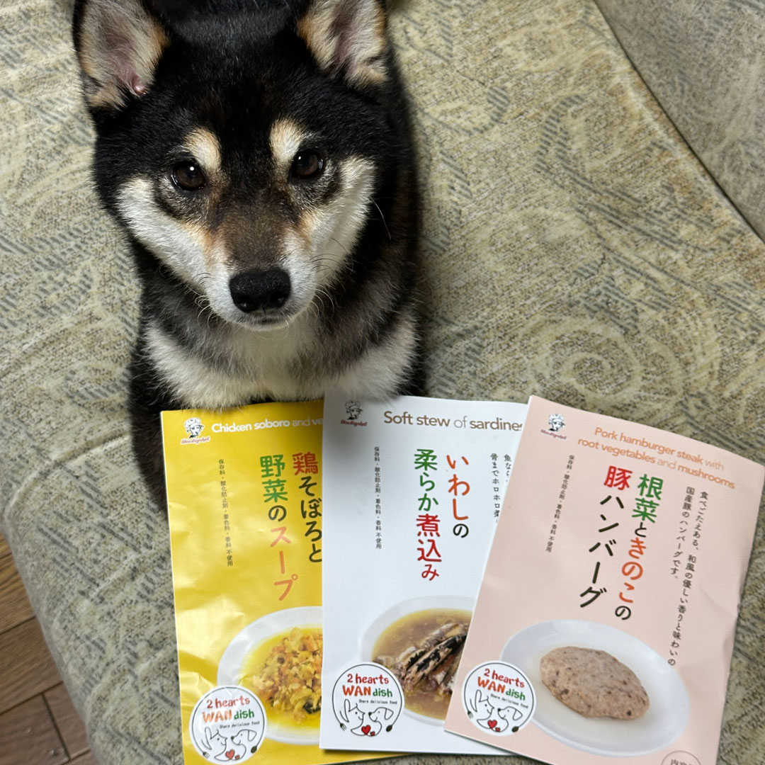 チョコプリンちゃんギャラリー写真